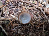Humaria hemisphaerica image