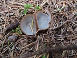 Humaria hemisphaerica image