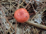 Cortinarius bolaris image