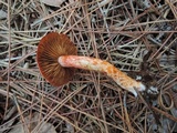 Cortinarius bolaris image