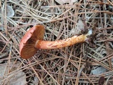 Cortinarius bolaris image