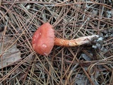 Cortinarius bolaris image