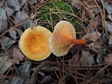Hygrophoropsis aurantiaca image