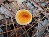 Hygrophoropsis aurantiaca image