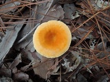 Hygrophoropsis aurantiaca image