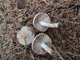 Hygrophorus odoratus image