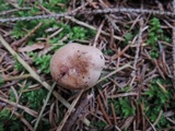 Hygrophorus odoratus image