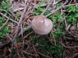 Hygrophorus odoratus image
