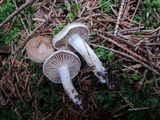 Hygrophorus odoratus image