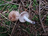 Hygrophorus odoratus image