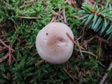 Hygrophorus odoratus image