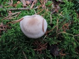 Hygrophorus odoratus image