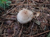 Hygrophorus odoratus image
