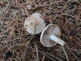 Hygrophorus odoratus image