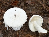 Amanita polypyramis image