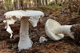 Amanita polypyramis image