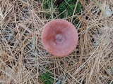 Lactarius rufus image
