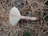 Lactarius rufus image