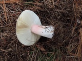 Russula xerampelina image