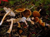 Inocybe pusio image