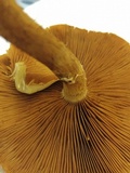 Kuehneromyces mutabilis image