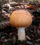 Agaricus nanaugustus image