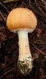 Agaricus nanaugustus image