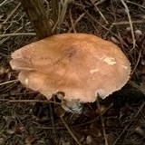 Agaricus nanaugustus image