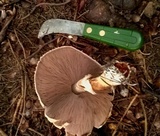 Agaricus nanaugustus image