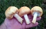 Agaricus nanaugustus image