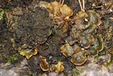 Peltigera evansiana image