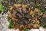 Peltigera evansiana image