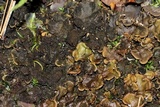 Peltigera evansiana image