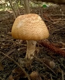 Agaricus nanaugustus image