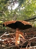 Agaricus nanaugustus image