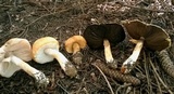 Agaricus nanaugustus image