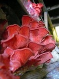 Pleurotus djamor image