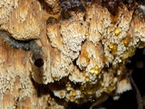 Mycoacia nothofagi image
