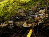 Mycoacia nothofagi image