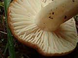 Hygrocybe colemanniana image