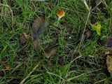 Conocybe rugosa image