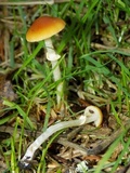 Conocybe rugosa image