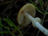 Conocybe rugosa image
