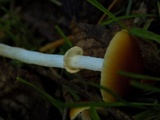 Conocybe rugosa image