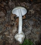 Amanita suballiacea image
