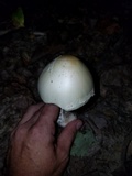 Amanita suballiacea image