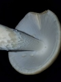 Amanita suballiacea image