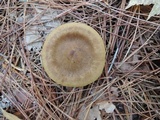 Cortinarius semisanguineus image