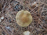 Cortinarius semisanguineus image