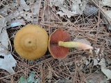 Cortinarius semisanguineus image
